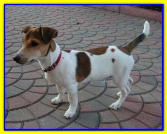 Coco, Jack Russell Terriers