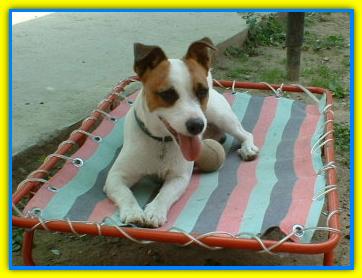 Cucciolo, Jack Russell Terriers