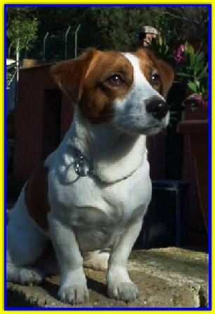 Dick, Jack Russell Terriers