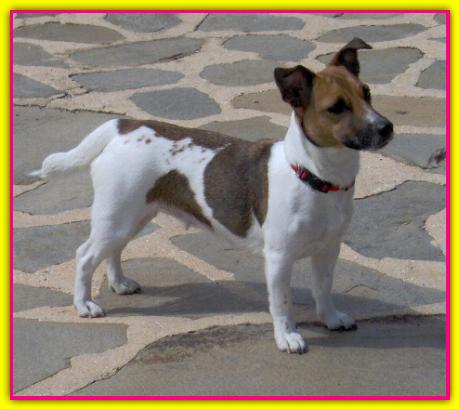 Daphne, Jack Russell Terrier