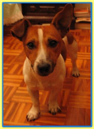 Dream, Jack Russell Terriers