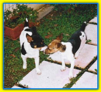 Dudy & Jack , Jack Russell Terriers