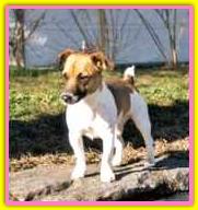 Emily, Jack Russell Terriers