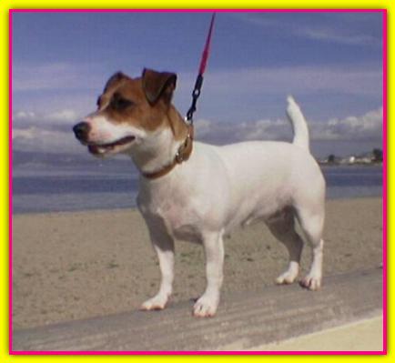 Emily, Jack Russell Terrier