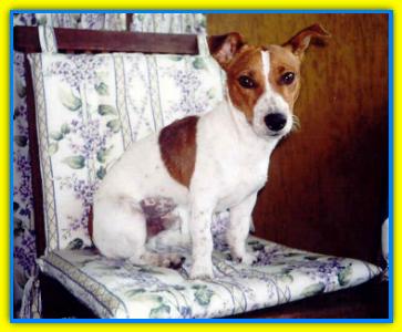 Fred, Jack Russell Terriers