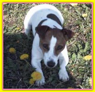 Gaia, Jack Russell Terriers