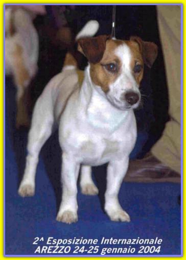 Gas, Jack Russell Terrier