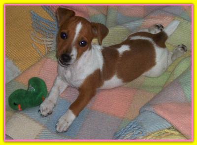 Gemma, Jack Russell Terriers