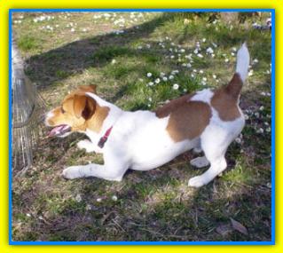 Geronimo, Jack Russell Friends