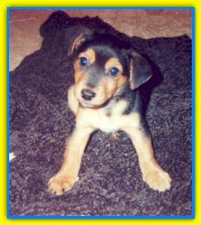 Gigante, Jack Russell Terriers