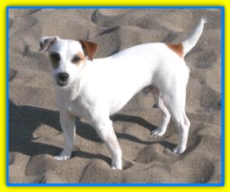 Giggi, Jack Russell Terriers