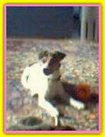 Gilda, Jack Russell Terriers