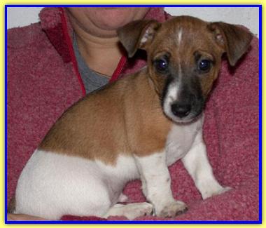 Giotto, Jack Russell Terriers