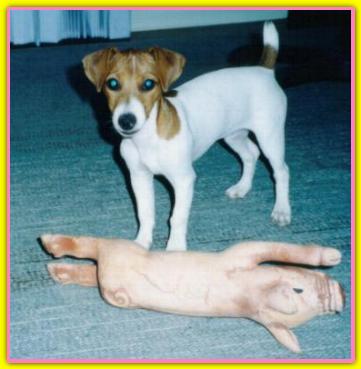 Giulia, Jack Russell Terriers