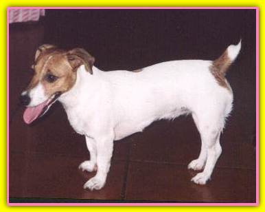 Giutzy, Jack Russell Terriers