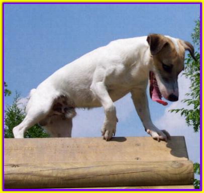 Gris�, Jack Russell
