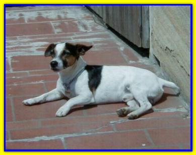 Idefix, Jack Russell Terriers