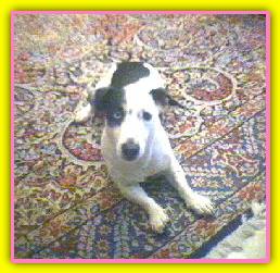 Iside, Jack Russell Terriers