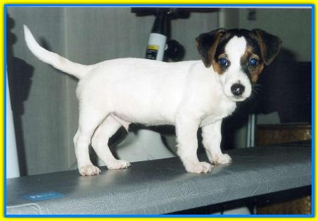 Jack, Jack Russell Terriers