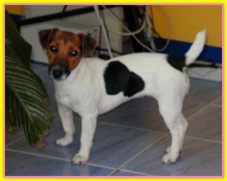 Jeanne, Jack Russell Terriers