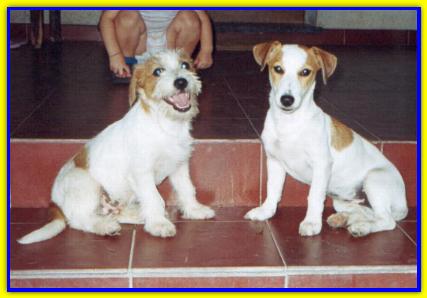 Joe Montana e Cinderella