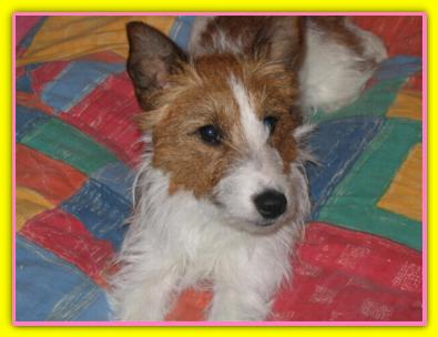 Kelly, Jack Russell Terriers