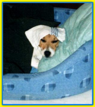 Krono, Jack Russell Terriers