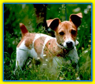 Leo, Jack Rusell Terriers