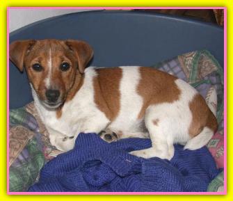 Lilith, Jack Russell Terriers