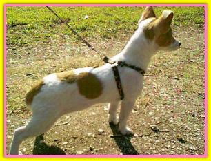 Lilla, Jack Russell Terriers