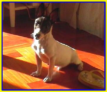 Little Kid, Jack Russell Terriers
