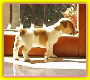 Lola, Jack Russell Terriers