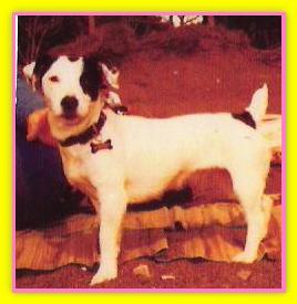 Maia, Jack Russell Terriers