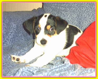 Margot, Jack Russell Terriers