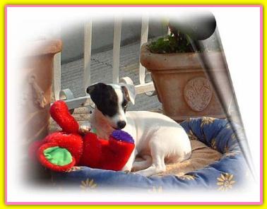 Martina, Jack Russell Terriers