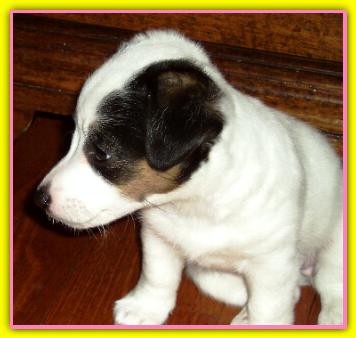 Mia, Jack Russell Terriers
