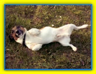 Milo T, Jack Russell Terriers