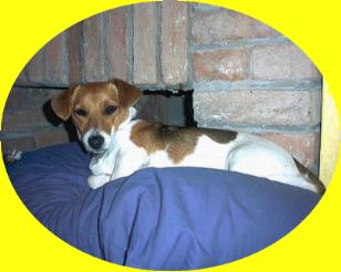 Mimi, Jack Russell Terriers
