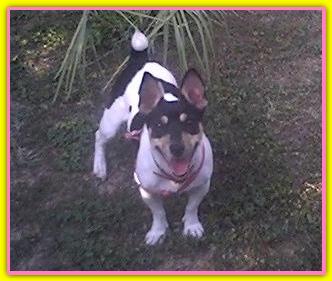 Molly, Jack Russell Terriers