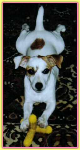 Naną, Jack Russell Terriers