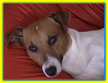 Neo, Jack Russell Terriers
