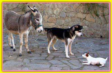 Nina, Jack Russell Terriers
