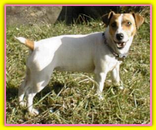 Noelle, Jack Russell Terriers