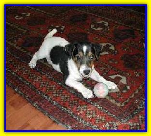 Oliver, Jack Russell Terriers