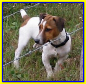 Oliver, Jack Russell Terriers