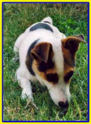 Oliver, Jack Russell Terriers
