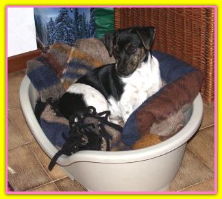 Ombretta, Jack Russell Terriers