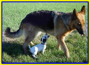 Orso, Jack Russell Terriers
