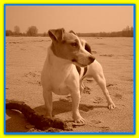 Oscar, Jack Russell Terriers