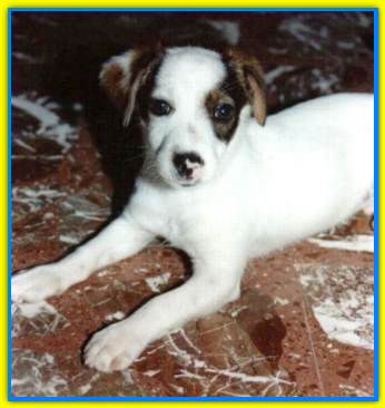 Pablo, Jack Russell Terriers